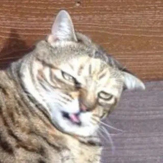 😞 cat, animal, pet, funny telegram sticker