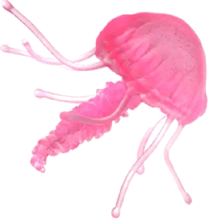 🐷 meduza, stworzenie morskie, różowy, zwierzę, ocean, życie morskie telegram sticker