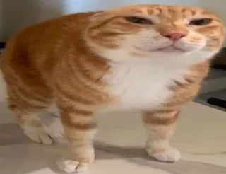 😣 gatto, gatto arancione, meme, divertente, animale domestico telegram sticker