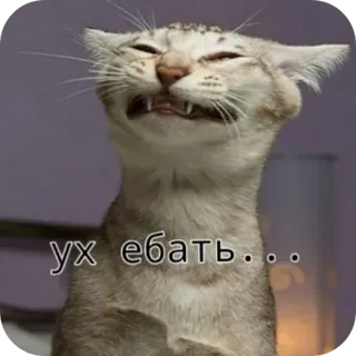 🫢 Ух ебать... cat, meme, funny, russian, swear word telegram sticker