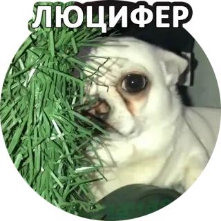 👹 ЛЮЦИФЕР cane, chihuahua, lucifero, testo, russo, meme whatsapp sticker