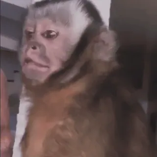😯 macaco, animal, primata, meme, engraçado, expressão whatsapp sticker