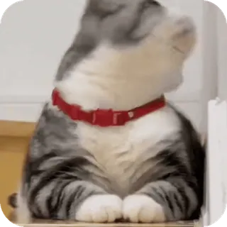 🙃 Hana the cat telegram sticker