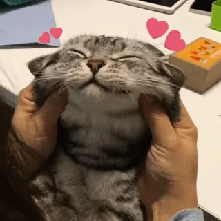 ⚡️ gato, corazones, lindo, animal, gato doméstico telegram sticker
