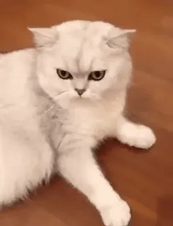 😒 cat, angry, white cat, domestic animal, cute, pet telegram sticker