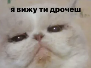🙂 Я вижу ти дрочеш Katze, Meme, Tier, lustig telegram sticker