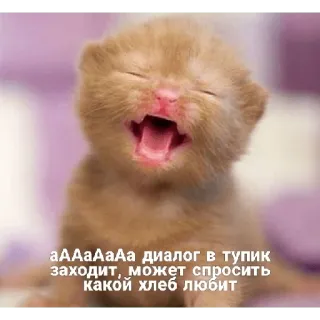 🤔 аАаАаАа диалог в тупик заходит, может спросить какой хлеб любит แมว, ลูกแมว, มีม, ตลก, รัสเซีย, บทสนทนา, ขนมปัง telegram sticker