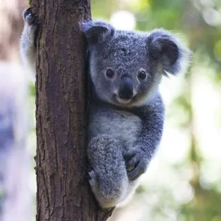🐨 koala, animal, cute, wildlife, australia, marsupial telegram sticker
