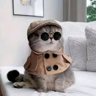 😎 gatto, detective, occhiali da sole, cappello, carino, animale, animale domestico telegram sticker