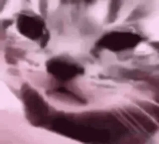 😭 gato, animal, animal de estimação, meme whatsapp sticker