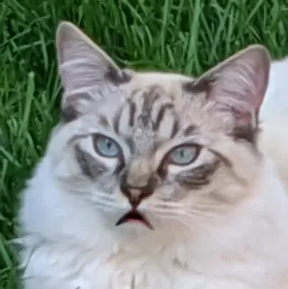 😾 cat, animal, domestic animal, mammal, pet, cute, feline telegram sticker
