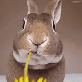 🌼 animal, conejo, conejo, lindo, comiendo whatsapp sticker