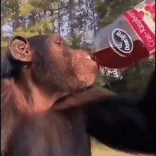 🤤 Cran-Raspberry singe, canneberge, jus, cran-framboise, boisson, animal, boisson telegram sticker
