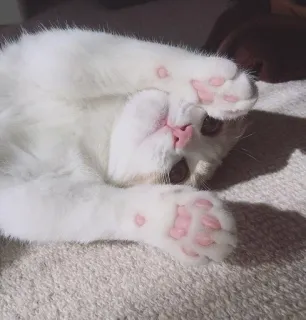 🥰 猫, 子猫, 白い猫, 可愛い, 動物, ペット, ネコ科 whatsapp sticker