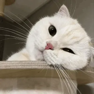 🐈 gatto, animale, carino, gatto bianco, animale domestico, gatto domestico whatsapp sticker