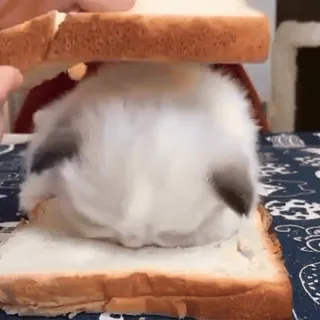 🥪 cat, bread, sandwich, animal, funny, kitten whatsapp sticker