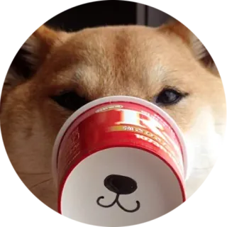 💣 犬, 柴犬, カップ, 面白い, 動物, ペット telegram sticker