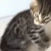 😾