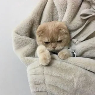 🪐 cat, kitten, cute, animal, pet, sleepy, soft, cozy telegram sticker
