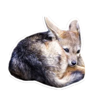🙅 동물, 포유류, 자칼, 야생 동물 telegram sticker