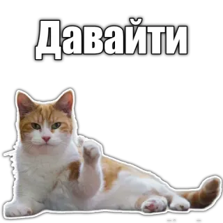 👋 Даваити cat, russian, meme, funny, animal telegram sticker
