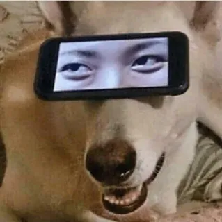 😏 dog, smartphone, eyes, animal, funny, meme telegram sticker