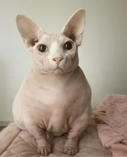 👑 gato, sphynx, animal, animal de estimação, sem pelo, fofo telegram sticker