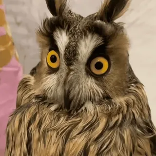 🦉 sowa, ptak, dzikie zwierzę, zwierzę, natura, portret telegram sticker