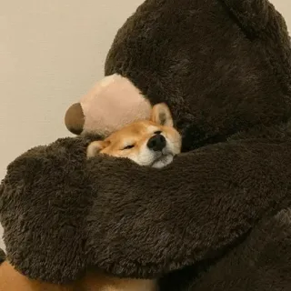 🐾 Hund, Shiba Inu, Teddybär, süß, schläfrig, Umarmung whatsapp sticker