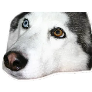 HuskyPlanet Official Stickers telegram stickers