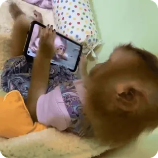 🪷 mono, animal, teléfono, tecnología, entretenimiento, relajante whatsapp sticker