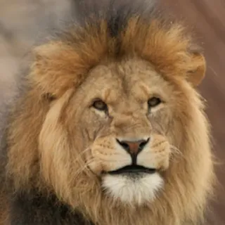😌 leão, animal, mamífero, natureza, vida selvagem telegram sticker