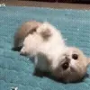 @maddemoiiselee 🪽🐈 :: @fStikBot telegram emojis 😇