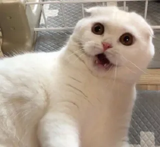 😲 แมว, แมวขาว, น่ารัก, สัตว์, สัตว์เลี้ยง, สก๊อตติชโฟลด์ telegram sticker