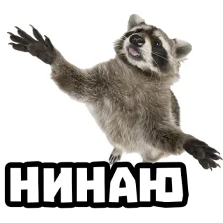 🤷‍♂️ НИНАЮ mapache, animal, lindo, gracioso, texto, ruso whatsapp sticker