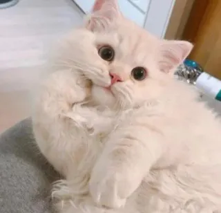 😺 gato, fofo, fofo, animal de estimação, animal whatsapp sticker