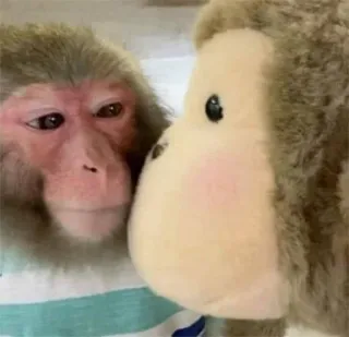 🧸 singe, animal, mignon, primate, jouet, peluche telegram sticker