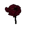🌹