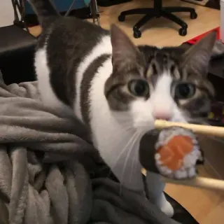 🍣 고양이, 스시, 젓가락, 음식, 동물 telegram sticker