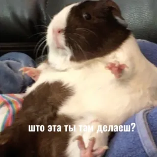 😨 што эта ты там делаеш? cochon d'inde, animal, rongeur, mignon, mème telegram sticker