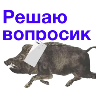 📱 Решаю вопросик jabalí, animal, ruso, texto, teléfono telegram sticker