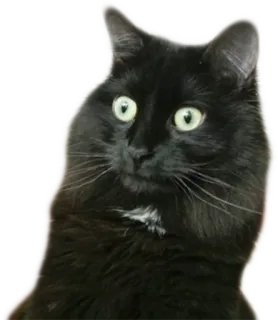 😮 cat, black cat, pet, animal, mammal, domestic animal telegram sticker