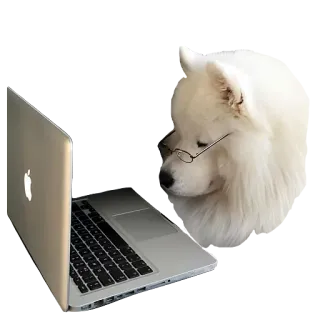 🤓 犬, サモエド, ラップトップ, コンピュータ, 眼鏡, 動物, ペット telegram sticker