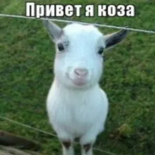 🧐 Привет я коза capra, animale, animale da fattoria, meme, saluto, divertente telegram sticker
