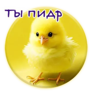 ❤️ ТЫ ПИДАР цыпленок, желтый, оскорбление, русский, обидный telegram sticker