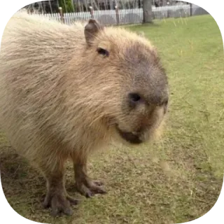 🤤 capybara telegram sticker