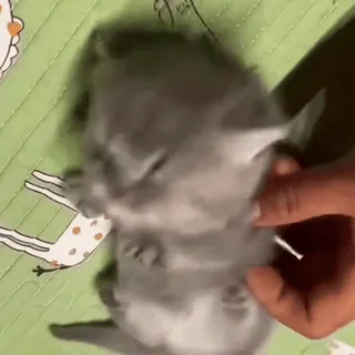 🤩 gato, gatinho, animal de estimação, animal, fofo, cinza telegram sticker