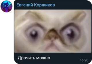 😳 Дрочить можно кот, глаза, смешно, мем telegram sticker