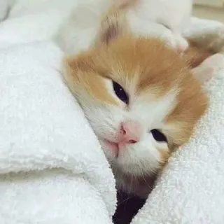 😴 kucing, anak kucing, imut, hewan peliharaan, binatang, mengantuk telegram sticker
