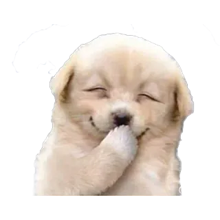 ✳️ anak anjing, anjing, lucu, hewan, hewan peliharaan, golden retriever, bahagia telegram sticker